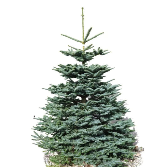 Top Kids Toys – Ireland Christmas 2021